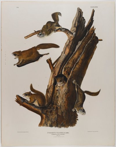 Gewone vliegende eekhoorn door John James Audubon