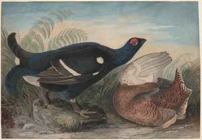 Engelse Zwarte Hanen door John James Audubon