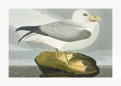  door John James Audubon