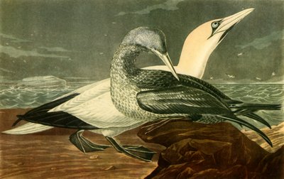 Jan-van-genten, 1836, 1942 door John James Audubon