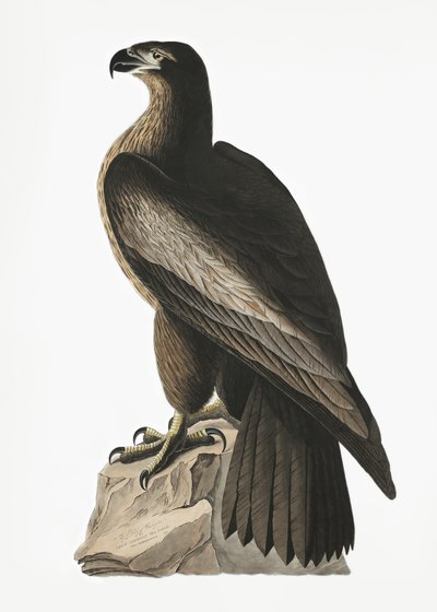  door John James Audubon