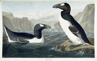Grote alk, 1836 door John James Audubon