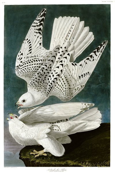 Giervalk, Falco rusticolus, handgekleurde gravure door John James Audubon