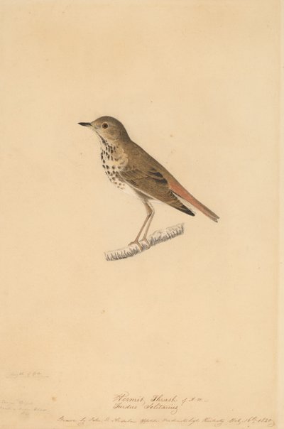 Hermit Thrush, 1820 door John James Audubon