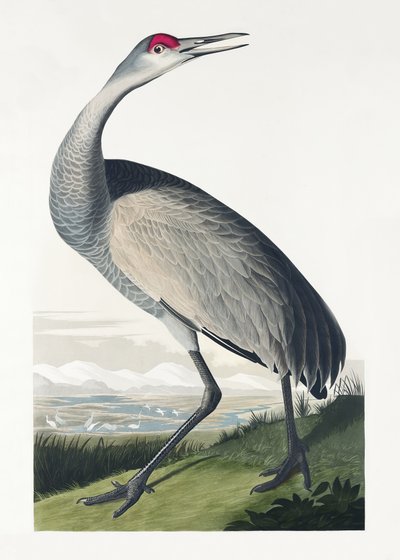 door John James Audubon