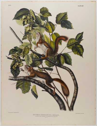 Hudsons Bay eekhoorn door John James Audubon