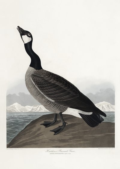  door John James Audubon