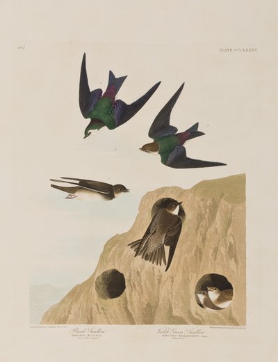 Illustratie uit 