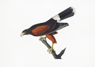  door John James Audubon