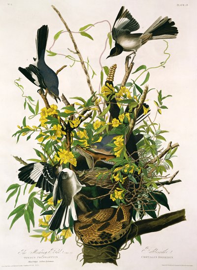 Spotvogels en ratelslang, uit 
