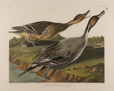Pintail Eend, 1834 door John James Audubon