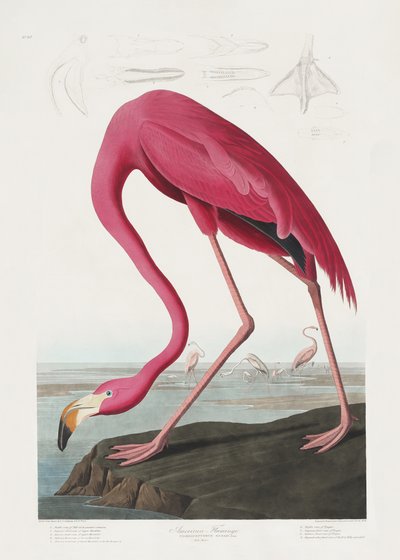  door John James Audubon