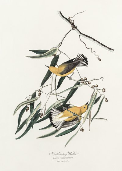  door John James Audubon