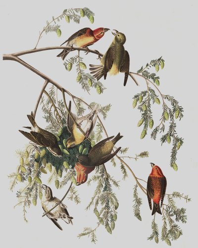 Rode Kruisbek, Loxia Curvirostra, uit "De Vogels van Amerika" door John J. Audubon, pub. 1827-38 door John James Audubon