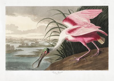  door John James Audubon