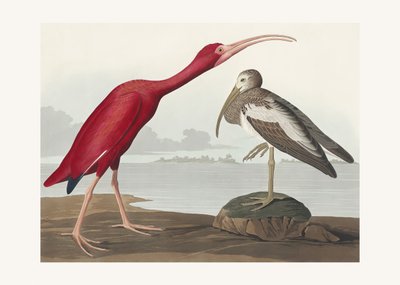  door John James Audubon