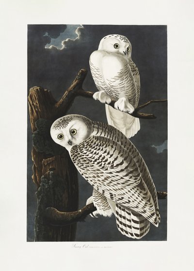  door John James Audubon