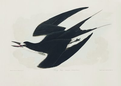  door John James Audubon