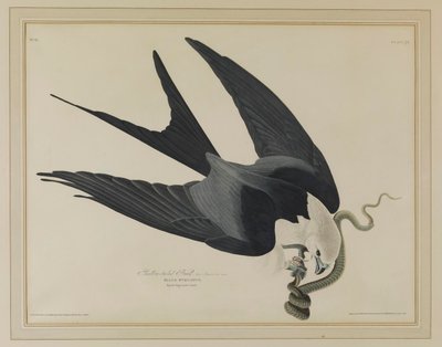  door John James Audubon