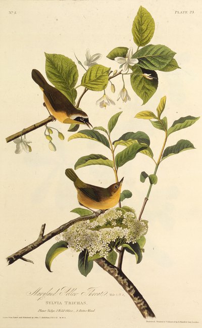 De Maryland Geelkeel. Uit The Birds of America, 1827-1838 door John James Audubon