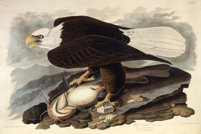 De zeearend. Uit The Birds of America door John James Audubon