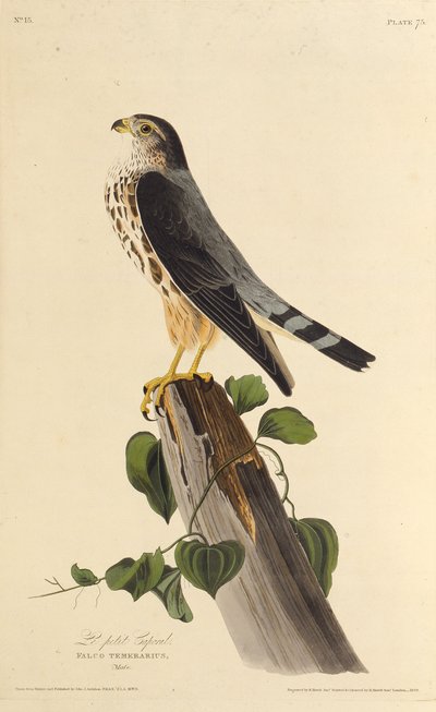 De smelleken. Uit The Birds of America door John James Audubon