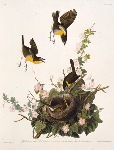 De geelborstzanger. Uit The Birds of America, 1827-1838 door John James Audubon