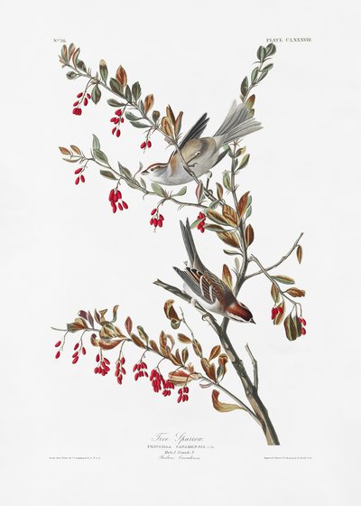  door John James Audubon