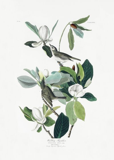  door John James Audubon