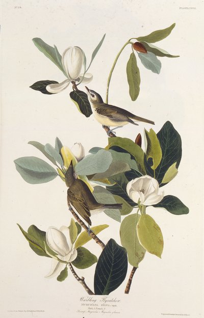 Warbling Flycatcher. Uit The Birds of America, 1827-1838 door John James Audubon