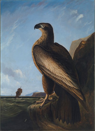 Washington Zeearend, ca. 1836-1839 door John James Audubon
