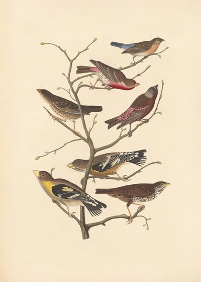 Lazuli-vink door John James Audubon/ Rob Havell