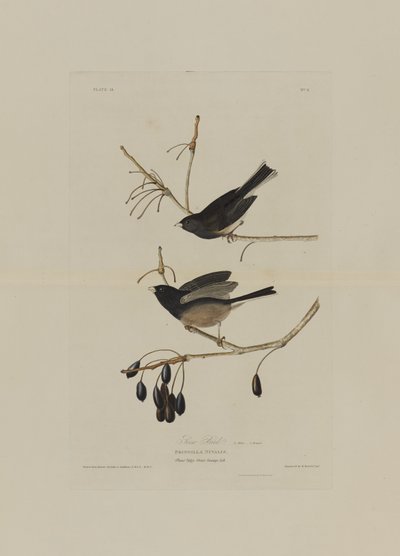 Sneeuwvogel, uit Birds of America, gegraveerd door Robert Havell (1793-1878) door John James after Audubon