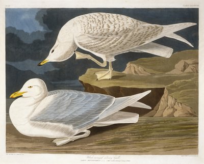 Witgevleugelde zilvermeeuw, gegraveerd door Robert Havell, Jr., 1835 (handgekleurde gravure) door John James after Audubon