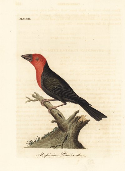 Zwartbekbaardvogel, Lybius guifsobalito (Abyssinische plantensnijder, Loxia tridactyla). Handgekleurde koperplaat getekend en gegraveerd door John Latham uit zijn eigen A General History of Birds, Winchester door John Latham