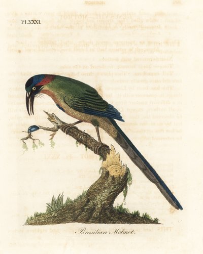 Blauwgekroonde motmot, Momotus momota. Handgekleurde koperplaat getekend en gegraveerd door John Latham uit zijn eigen A General History of Birds, Winchester door John Latham