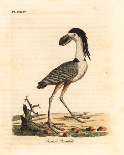 Bootsnavelreiger, Cochlearius cochlearius. Handgekleurde kopergravure getekend en gegraveerd door John Latham uit zijn eigen A General History of Birds, Winchester door John Latham