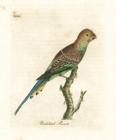 Parkiet, Melopsittacus undulatus. Handgekleurde koperplaat getekend en gegraveerd door John Latham uit zijn eigen A General History of Birds, Winchester door John Latham
