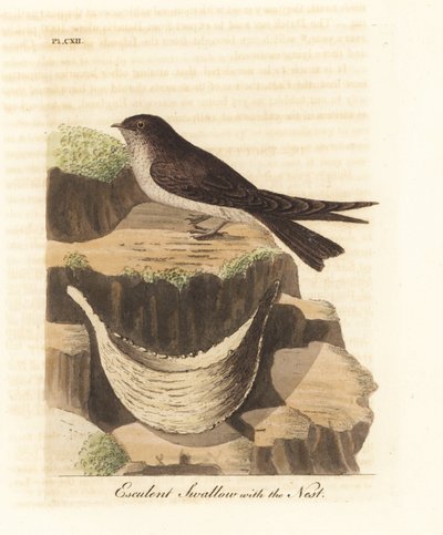 Eetbare nestgierzwaluw, Aerodramus fuciphagus, en nest van speeksel, gebruikt in vogelnestsoep. Handgekleurde koperplaat getekend en gegraveerd door John Latham uit zijn eigen A General History of Birds, Winchester door John Latham
