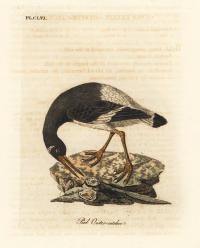 Euraziatische of voet scholekster, Haematopus ostralegus. Handgekleurde koperplaat getekend en gegraveerd door John Latham uit zijn eigen A General History of Birds, Winchester door John Latham