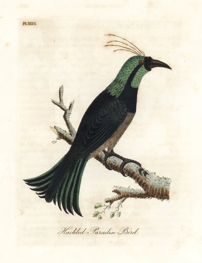 Gepluimde paradijsvogel, mogelijk een hybride of uitgestorven soort. Getekend naar een exemplaar in de collectie van Generaal Davies. Handgekleurde koperplaat getekend en gegraveerd door John Latham uit zijn eigen A General History of Birds, Winchester door John Latham