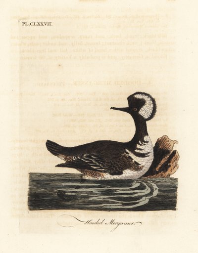 Kapmeeuw, Lophodytes cucullatus. Handgekleurde kopergravure getekend en gegraveerd door John Latham uit zijn eigen A General History of Birds, Winchester door John Latham