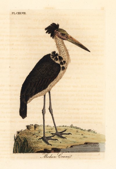 Kleine Adjudant, Leptoptilos javanicus. Kwetsbaar. (Modun schedel.) Handgekleurde koperplaat getekend en gegraveerd door John Latham uit zijn eigen A General History of Birds, Winchester door John Latham