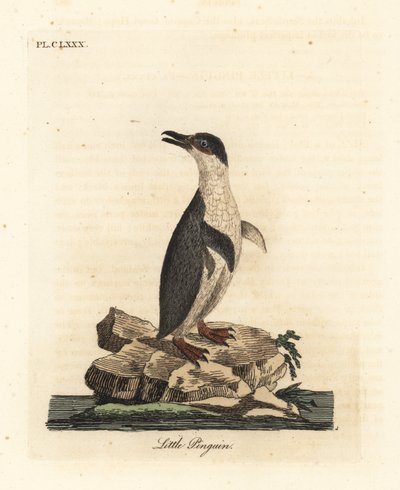 Kleine pinguïn, Eudyptula minor. Handgekleurde kopergravure getekend en gegraveerd door John Latham uit zijn eigen A General History of Birds, Winchester door John Latham