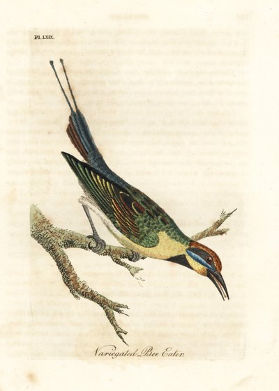 Regenboogbijeneter, Merops ornatus (Bonte bijeneter). Australië. Handgekleurde koperplaat getekend en gegraveerd door John Latham uit zijn eigen A General History of Birds, Winchester door John Latham