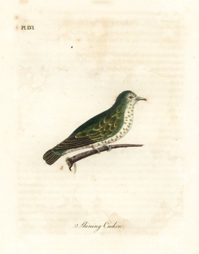 Glanzende bronzen koekoek, Chrysococcyx lucidus. Handgekleurde kopergravure getekend en gegraveerd door John Latham uit zijn eigen A General History of Birds, Winchester door John Latham