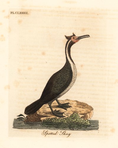 Gevlekte aalscholver of parekareka, Phalacrocorax punctatus (Pelecanus punctatus). Handgekleurde koperplaat getekend en gegraveerd door John Latham uit zijn eigen A General History of Birds, Winchester door John Latham