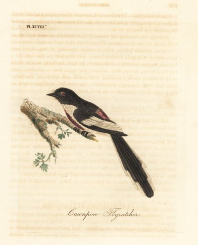 Witbuikminivet, Pericrocotus erythropygius (Cawnpore vliegenvanger). India. Handgekleurde koperplaat getekend en gegraveerd door John Latham uit zijn eigen A General History of Birds, Winchester door John Latham