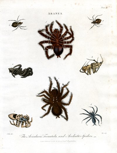 ARANEA: Avicularia;Tarantula en Aculeata spinnen door John Pass