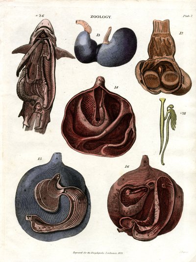Anatomische illustraties van inwendige organen (Plaat 7) door John Pass